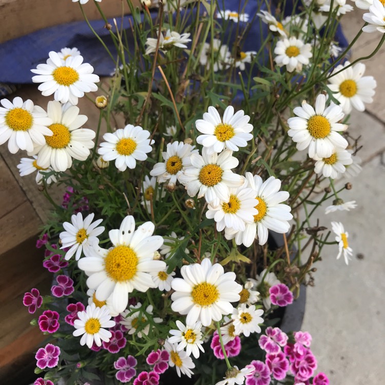 Plant image Osteospermum 'Marguerite White'