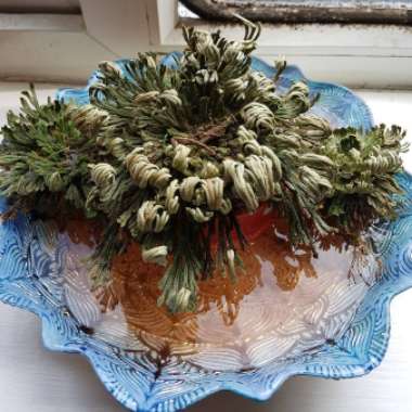 Selaginella lepidophylla syn. Lycopodium lepidophyllum