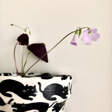 False Shamrock