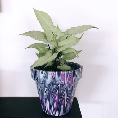Arrowhead Vine