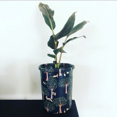 Zingiber malaysianum syn. Alpinia malayensis