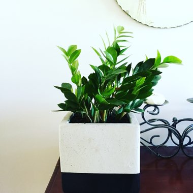 Zamioculcas zamiifolia