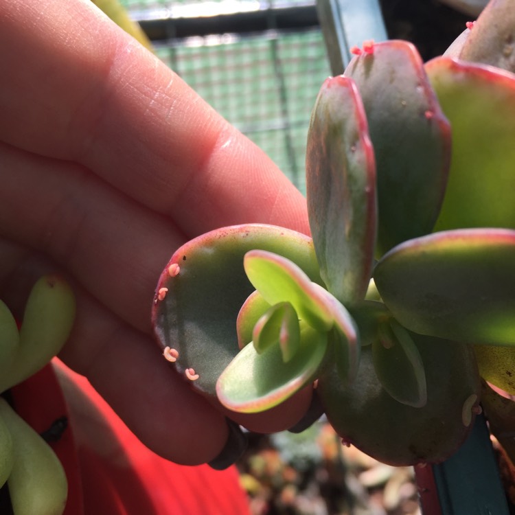 Plant image Kalanchoe marnieriana