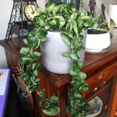 Hoya carnosa 'Compacta'