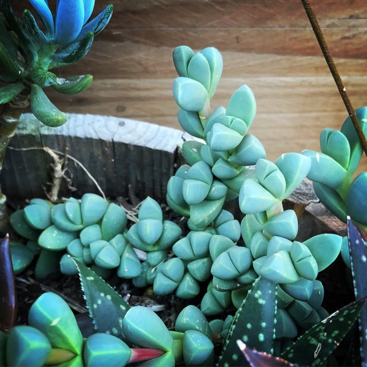 plant image 790134