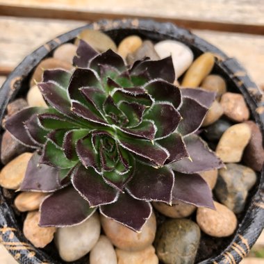 Sempervivum Heuffelii Inferno