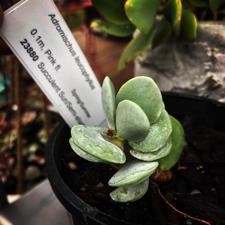 Plant image Adromischus Leucophyllus