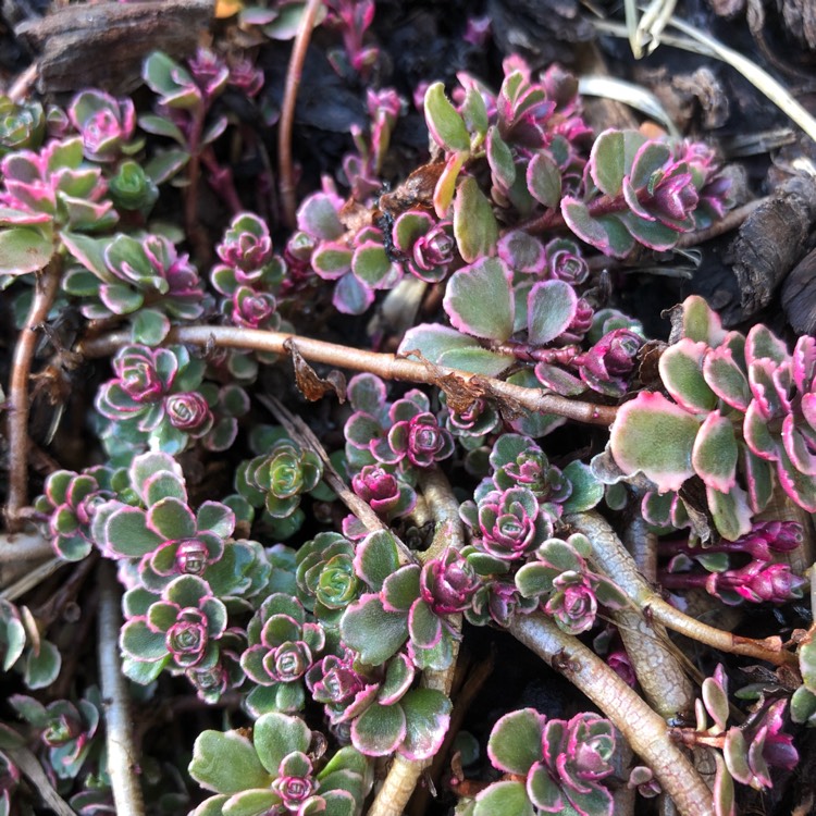 Plant image Sedum Spurium Tricolor
