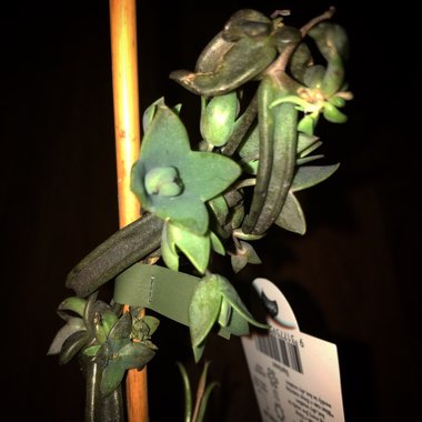 Kalanchoe Black Widow