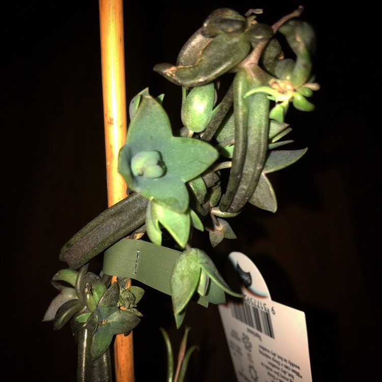 Plant image Kalanchoe Black Widow