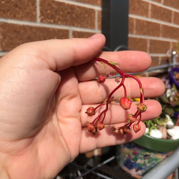 plant image 855751 plant image 855751