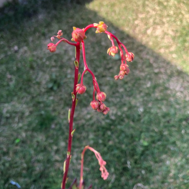 plant image 855753 plant image 855753