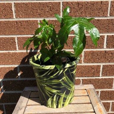 Fatsia japonica  syn. Aralia japonica