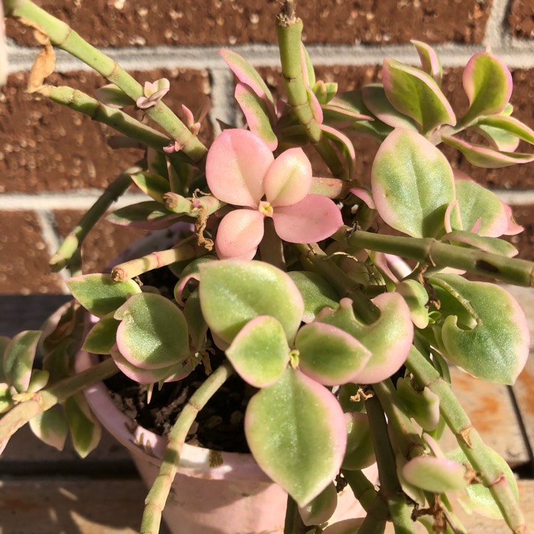 plant image 857818 plant image 857818