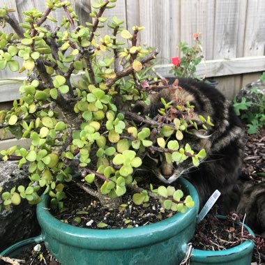 Portulacaria Afra