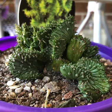 Euphorbia flanaganii 'Cristata'