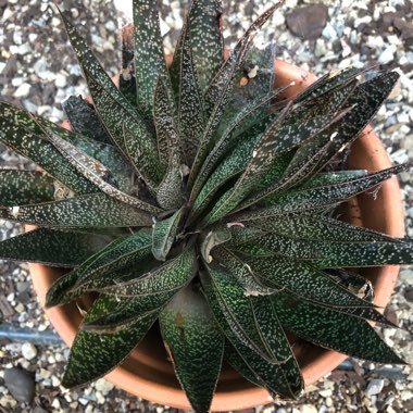 x Gasteraloe 'Flow'