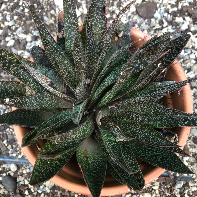 plant image 866102