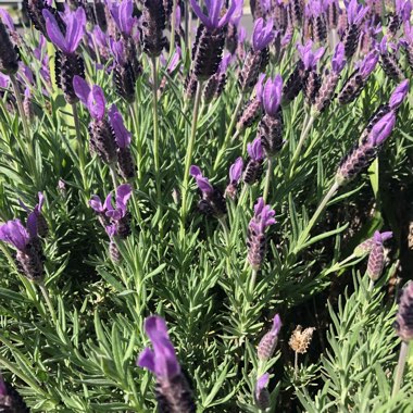 Lavandula stoechas