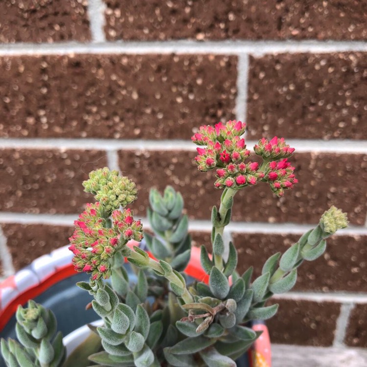 Plant image Crassula 'Surprise Party'