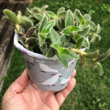 Tradescantia sillamontana