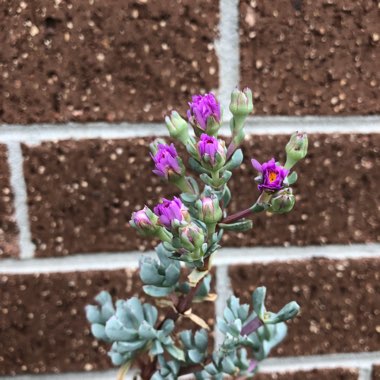 Oscularia deltoides syn. Lampranthus deltoides