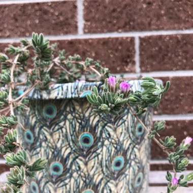 Mesembryanthemum crystallinum