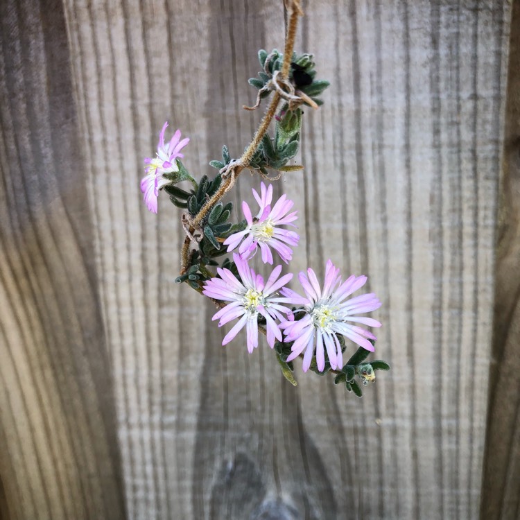 plant image 883296
