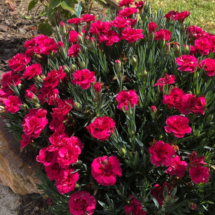 plant image 889624