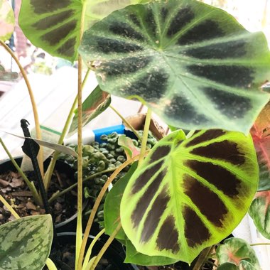 Colocasia heterochroma 'Dark Shadows'
