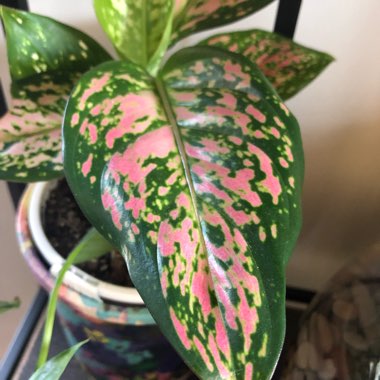 Chinese Evergreen