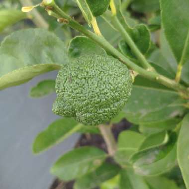 Citrus hystrix