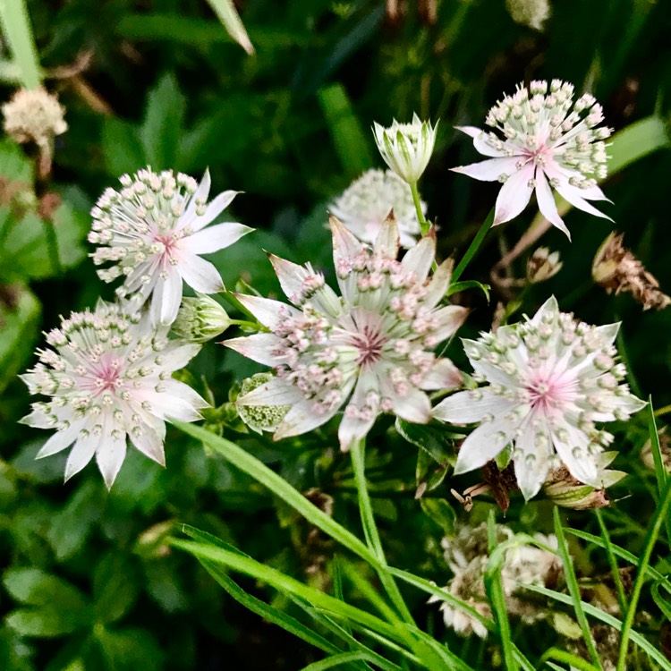 plant image 811415