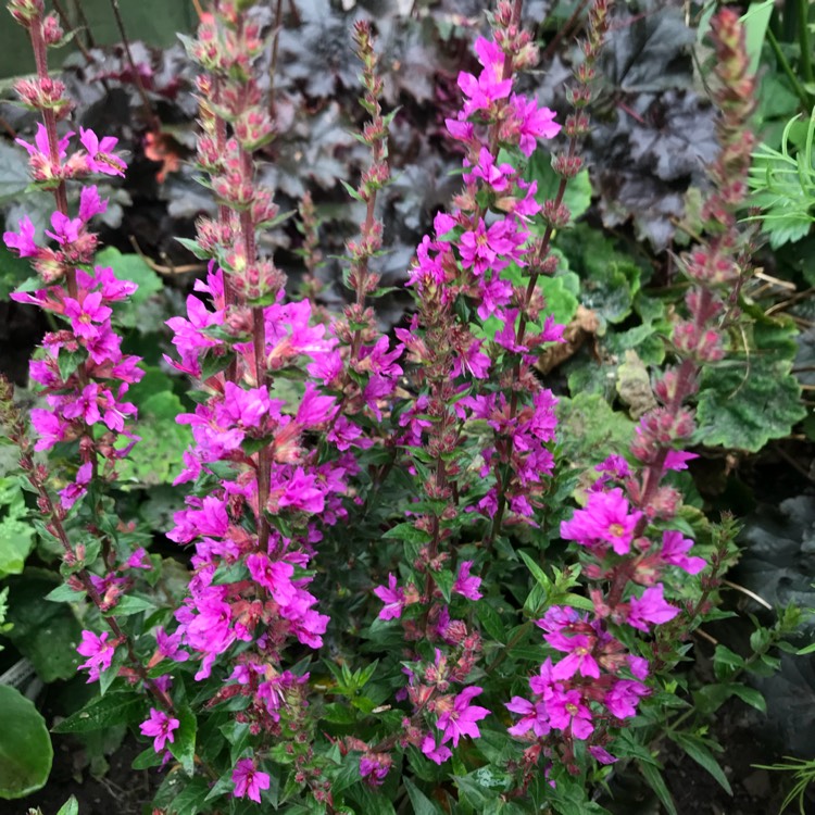 plant image 811439