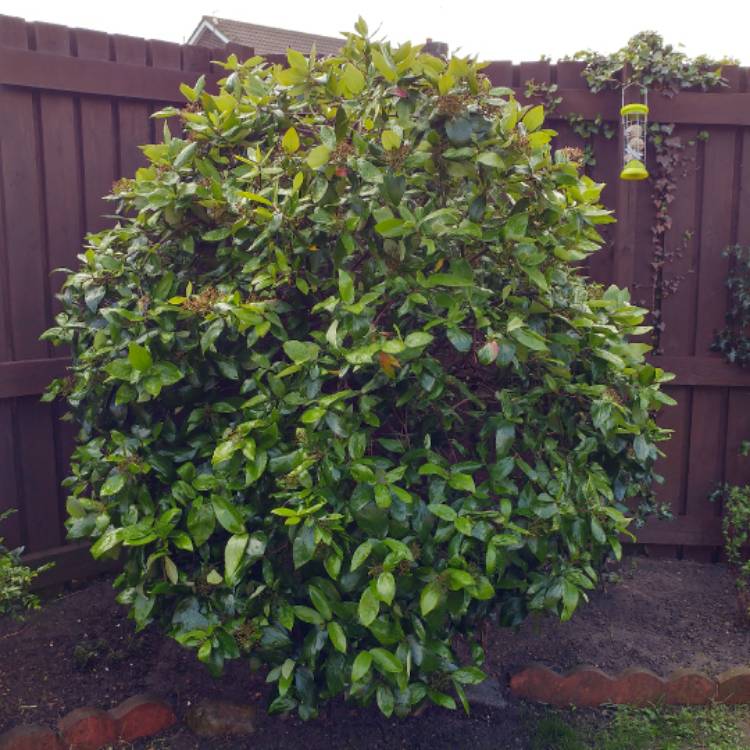 Plant image Viburnum carlesii 'Marlou'