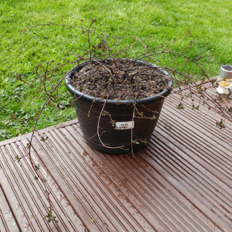 Plant image Ceanothus 'Blue Saphire'