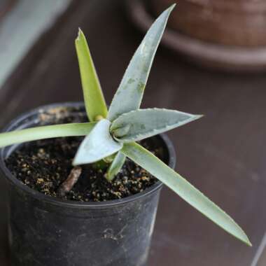 Agave Americana 'Marginata'