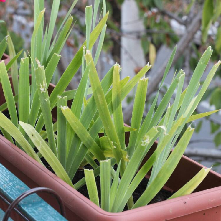 plant image 834575 plant image 834575