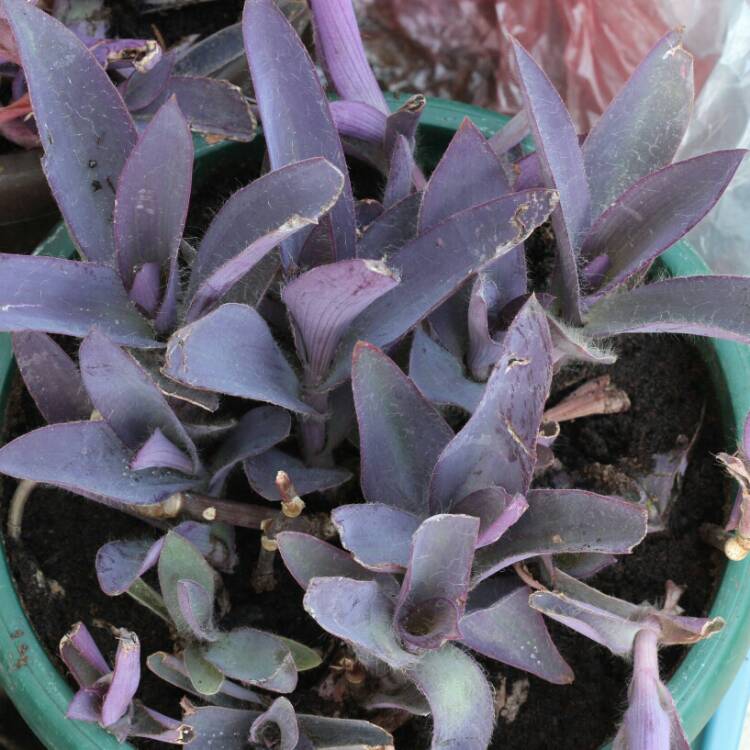 plant image 834592 plant image 834592