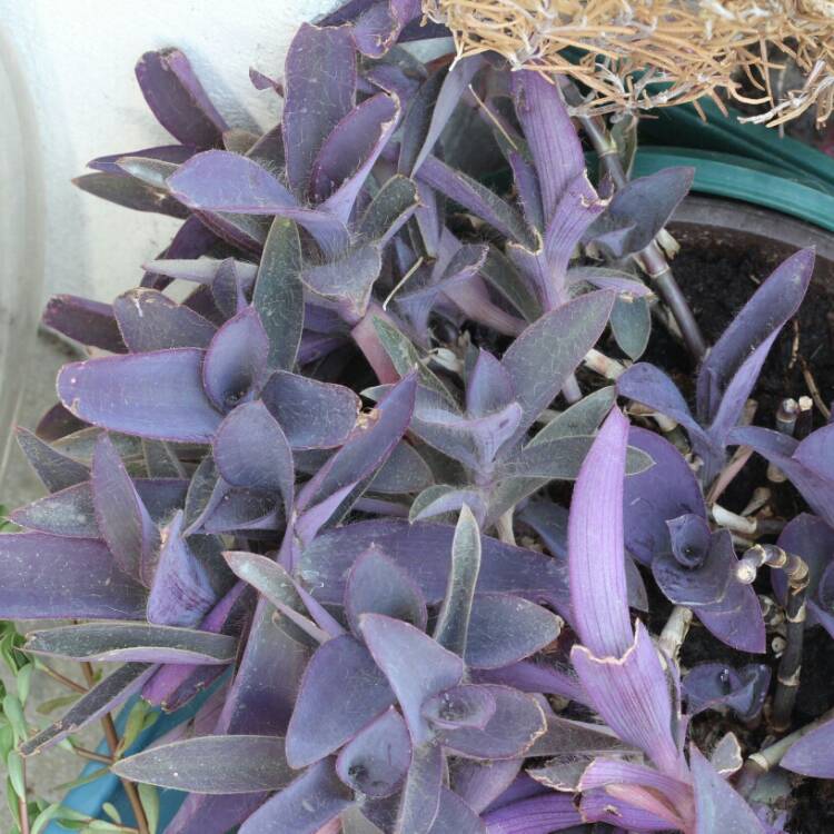 plant image 834593 plant image 834593