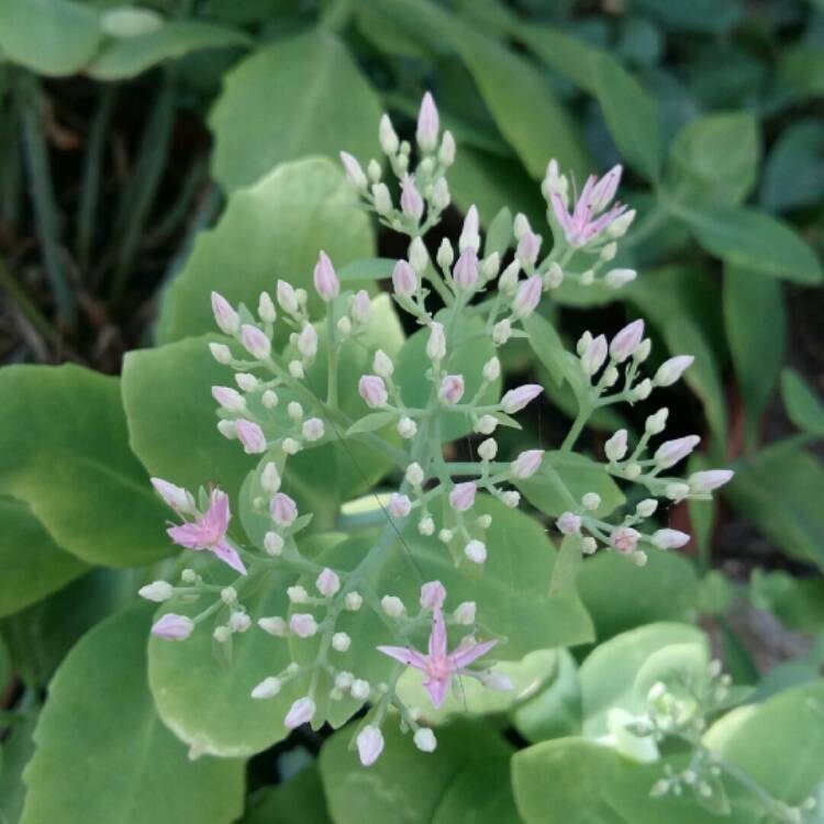 Plant image Hylotelephium Spectabile