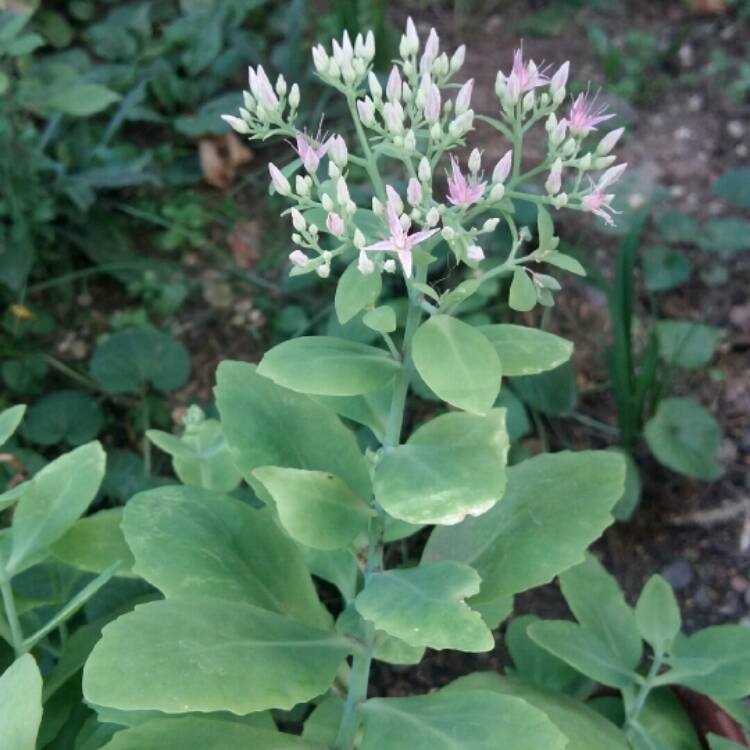 Plant image Hylotelephium Spectabile