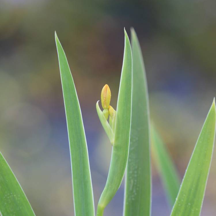 plant image 854434 plant image 854434