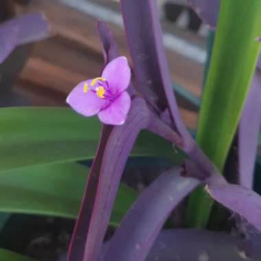 Purple-Heart Spiderwort 'Purpurea'