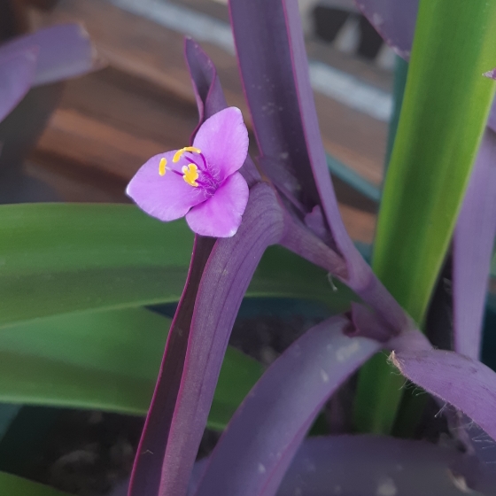 plant image 874532 plant image 874532