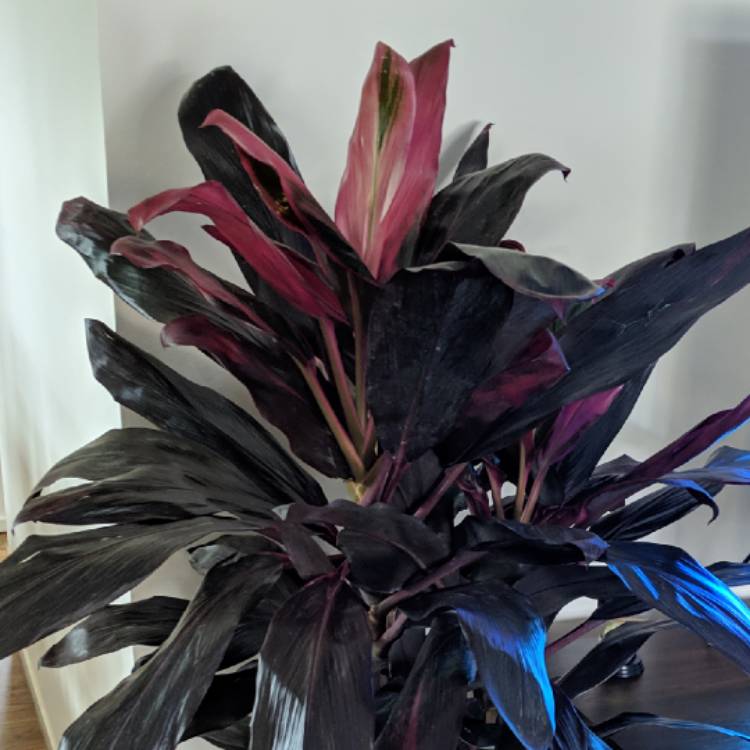Plant image Cordyline fruticosa 'Maria'