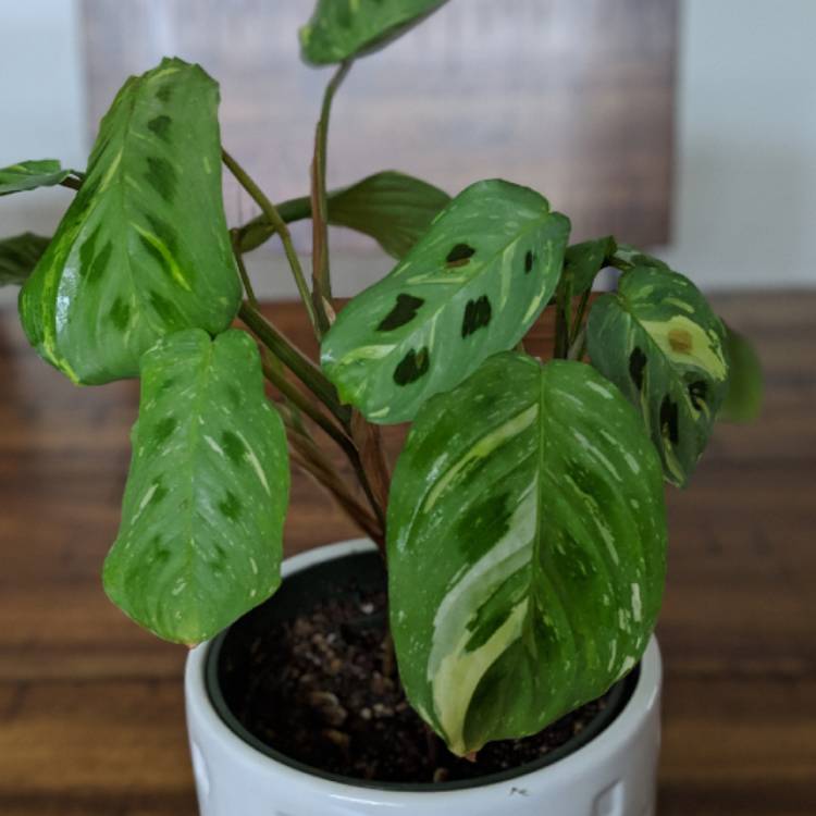 Plant image Maranta leuconeura kershoveana 'variegated'
