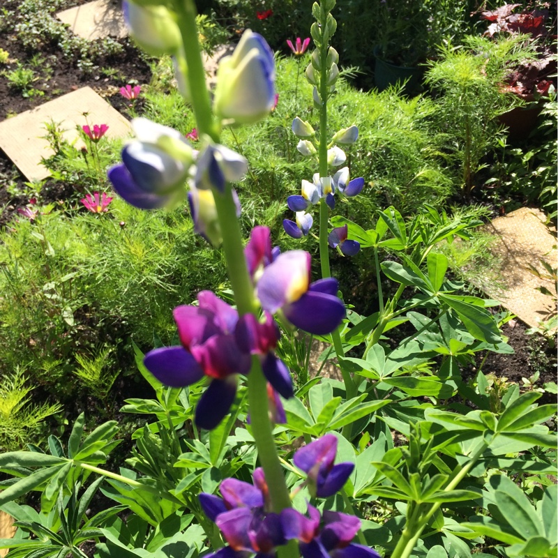 Plant image Lupinus 'Sunrise'