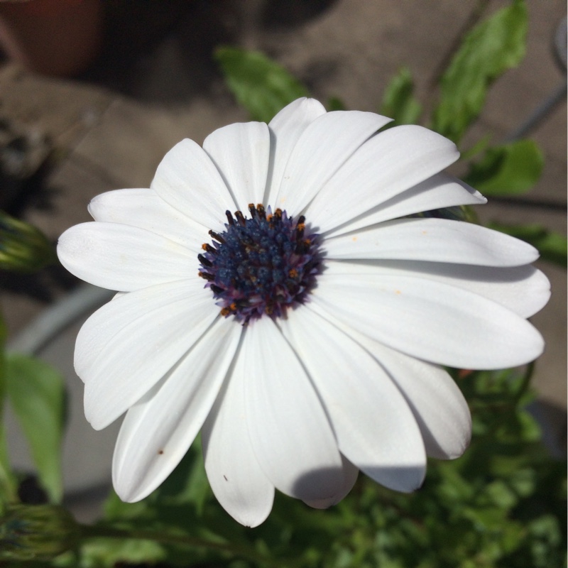Plant image Osteospermum 'Star of the Veldt'