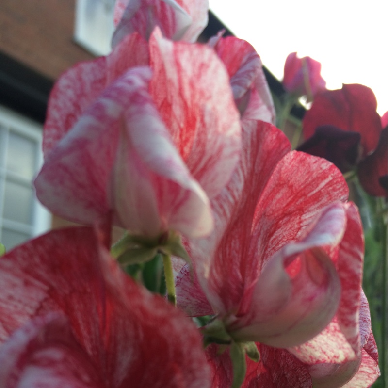 Plant image Lathyrus Odoratus 'Black Knight'